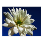 Daisy Postcard