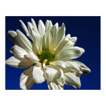 Daisy Poster posters