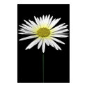Daisy posters by EDEN Daisy posters