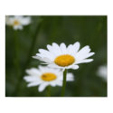 Daisy Poster posters by Chezbriand Daisy Poster posters