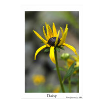 Daisy posters by katejohnson Daisy posters