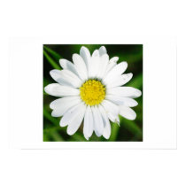 Daisy posters