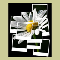 Daisy posters