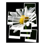 Daisy Daisy