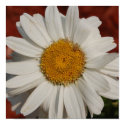 daisy  poster posters