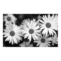 Daisy posters