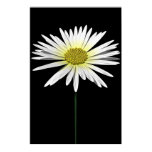 flower, povray, black, daisy, white, plant, aster,