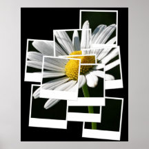 Daisy Posters
