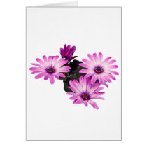 Daisy Purple cards