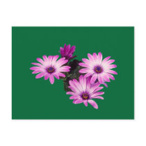 Daisy Purple postcards