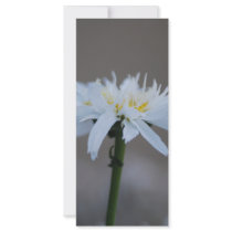 Daisy rack cards