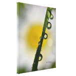 Daisy Refraction by Darrel Flint (Canvas) Gallery Wrap Canvas