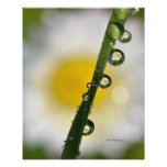 Daisy Refraction by Darrel Flint (Print) Photographic Print