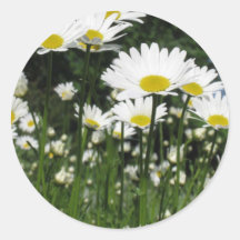 daisy round stickers