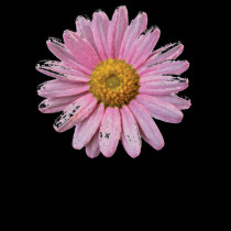 Daisy t-shirts