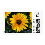 Daisy stamp stamps