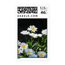 Daisy stamp