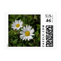 Daisy stamp small