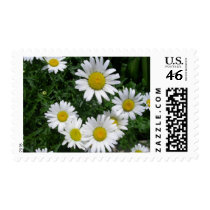 daisy stamps