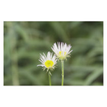 Daisy stationary stationery by joacreations Daisy stationary stationery