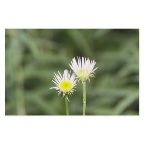 Daisy stationary stationery