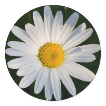 Daisy sticker by Snappler73 Daisy sticker