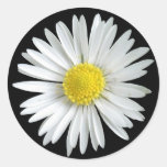Daisy Sticker