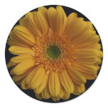 Daisy Stickers stickers