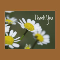 Daisy Thank You Note postcards