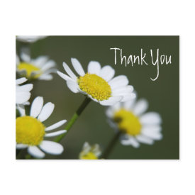 Daisy Thank You Note postcard