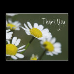 Daisy Thank You Note