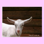 Daisy the Kid Goat Postcard postcards