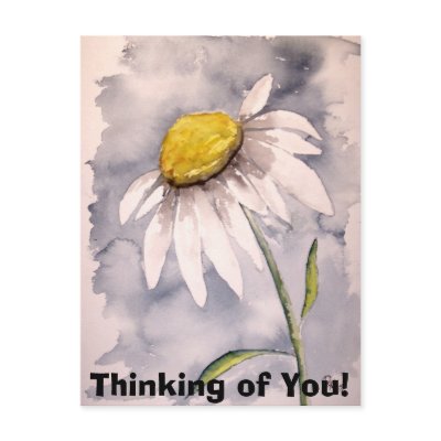 daisy, Thinking of You! Post Cards by dereklovessheila