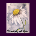 daisy, Thinking of You!