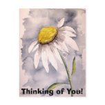 daisy, Thinking of You! Post Cards