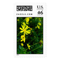 Daisy time. postage