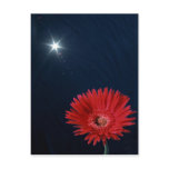 Daisy Under Sun Post Cards