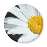 Daisy Up Close Magnet
