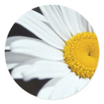 Daisy Up Close Round Stickers