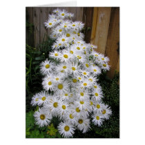 Daisy Waterfall cards