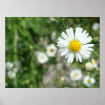 Daisy Weed in Bloom Posters