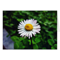 Daisy White Flower Greeting Card