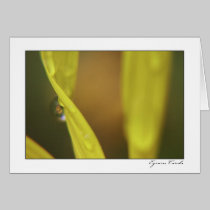 Daisy with a Dew Drop cards