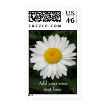 Daisy with rain drops Postage Stamp stamps