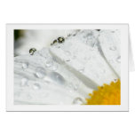 Daisy with Water Drops Thank you Greeting Card
