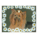 Daisy Yorkie posters