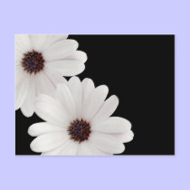 DaisyGreeting postcards