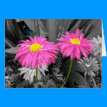 Daisys and Dragonflys cards