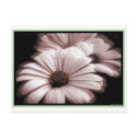 daisys postcards