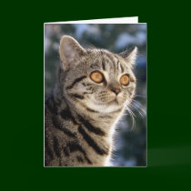 Dakota - Cat Birthday card